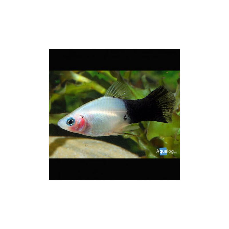 Xiphophorus maculatus Platy Panda lot de 3